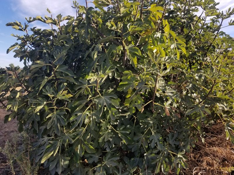 Fig