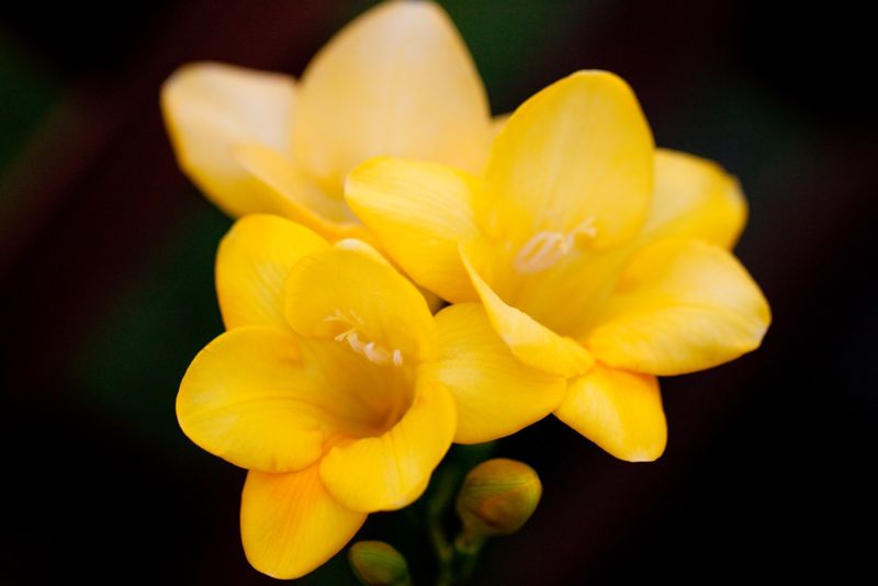 Freesia