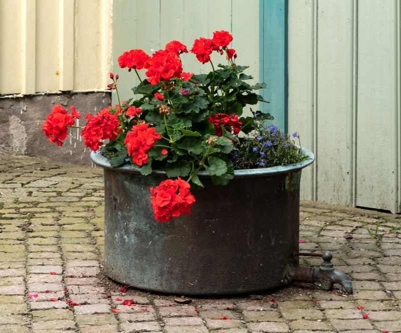Geranium