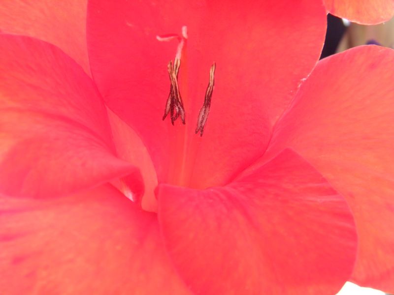 Gladiolus