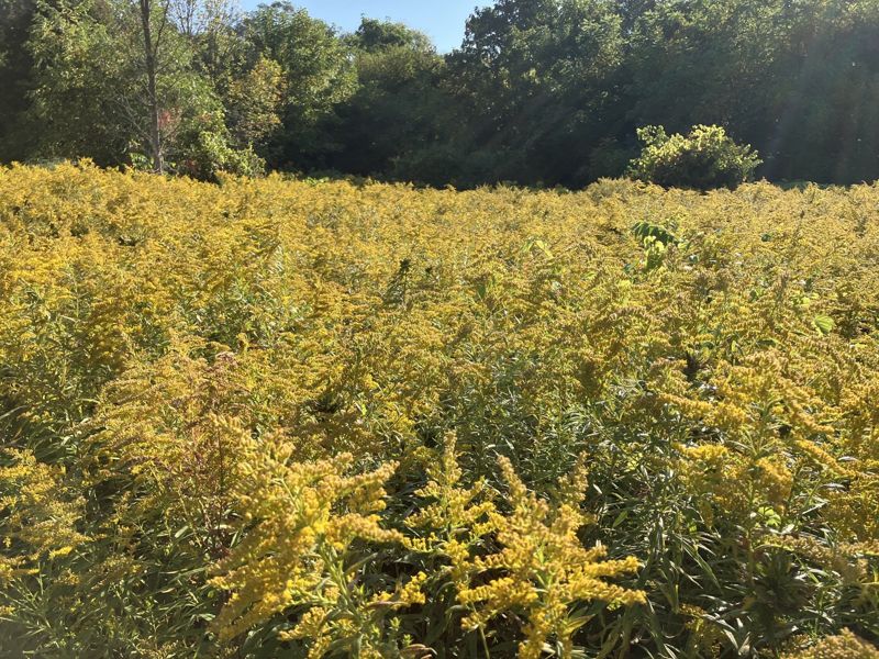 Goldenrod