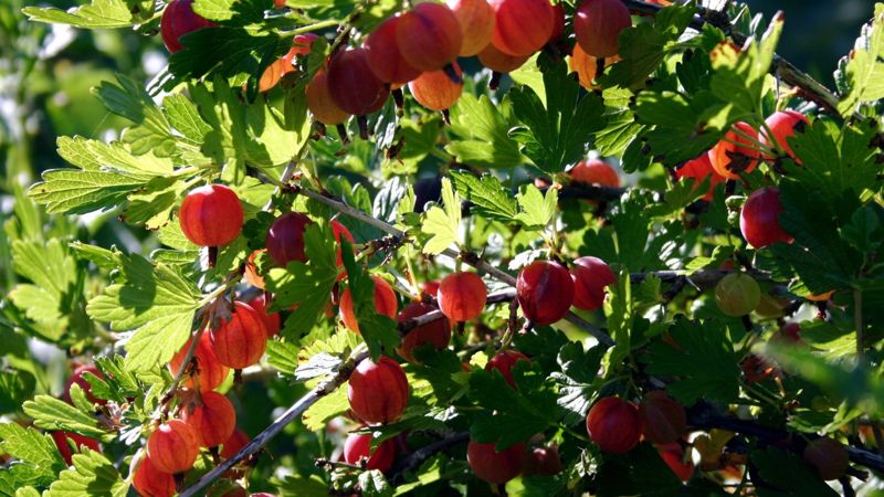 Gooseberry