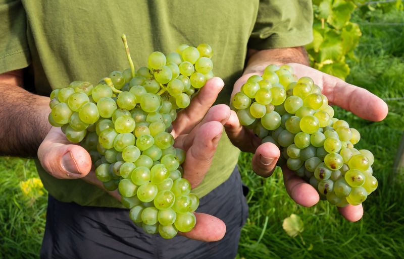 Grape