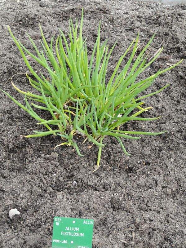 Green onion