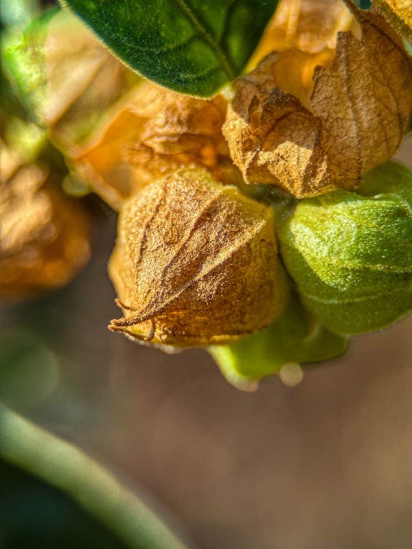 Ground cherry