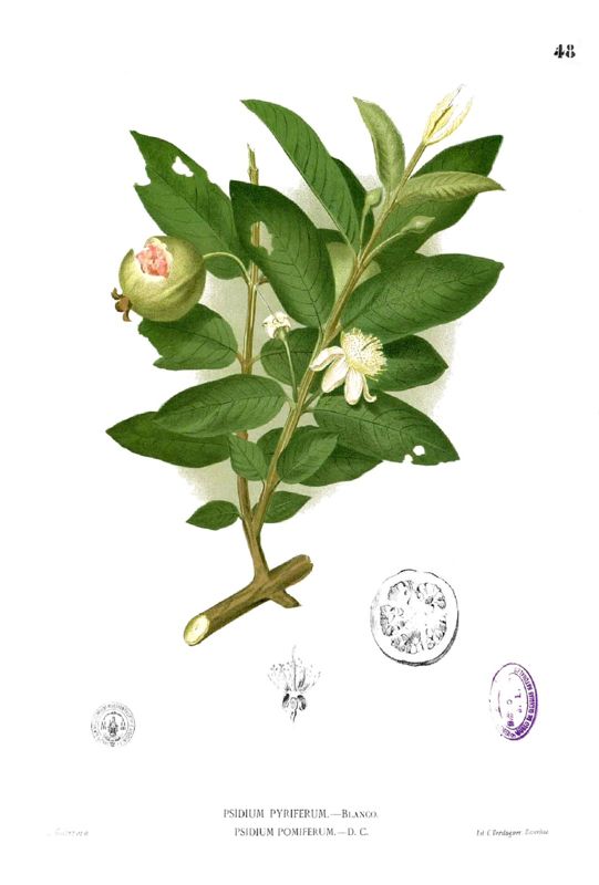Guava