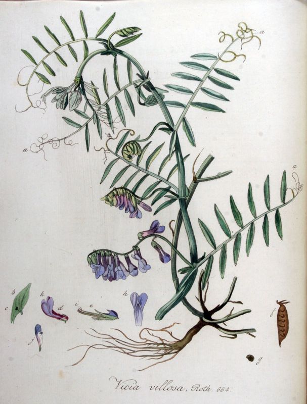 Hairy vetch