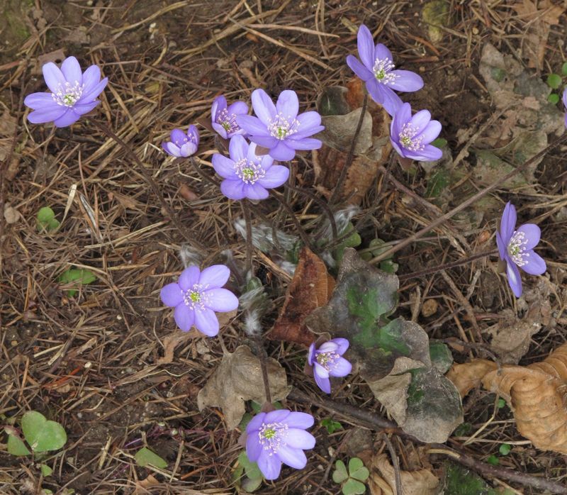 Hepatica