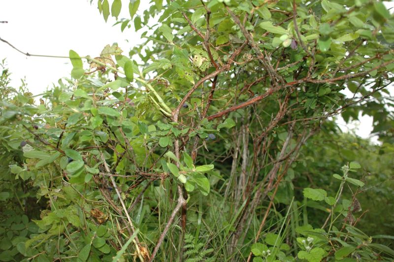 Honeyberry