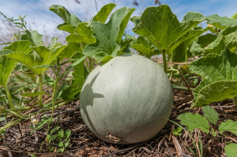 Honeydew