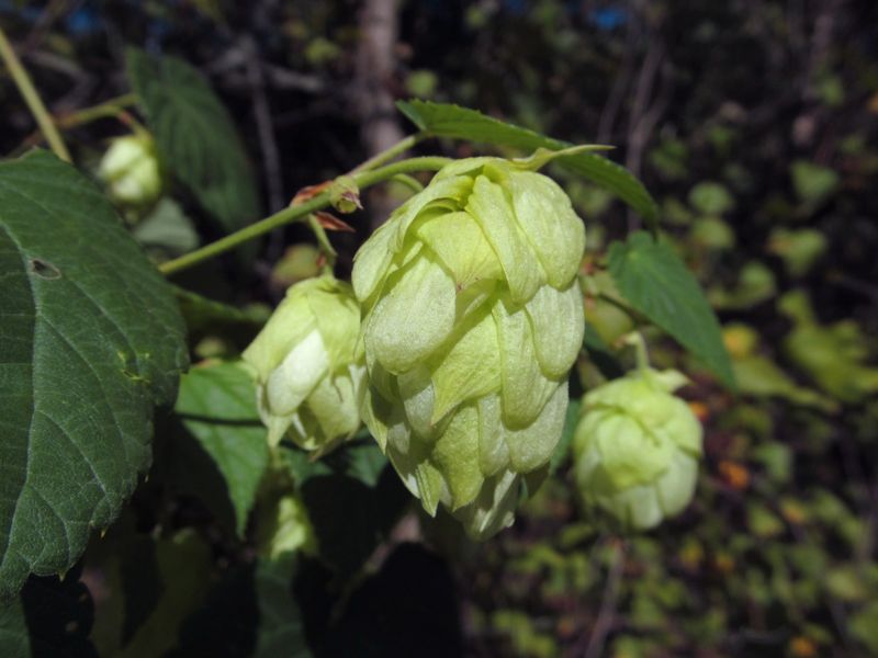 Hops