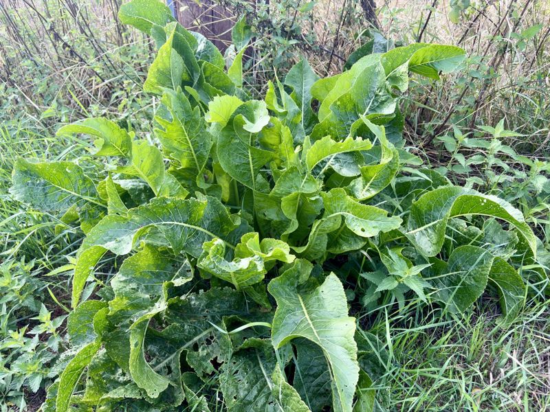 Horseradish