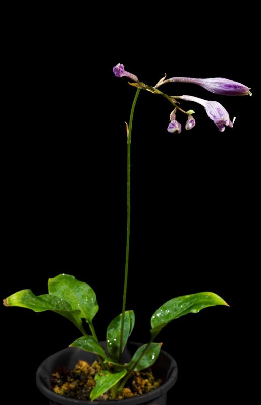 Hosta
