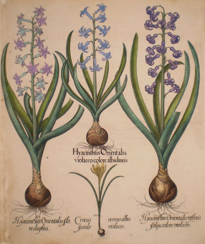 Hyacinth