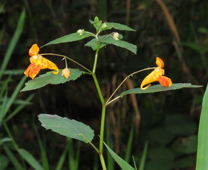 Impatiens