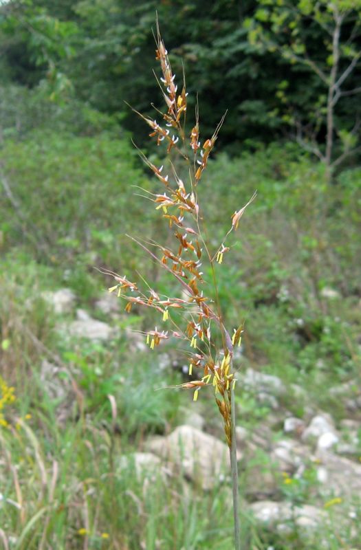 Indian grass