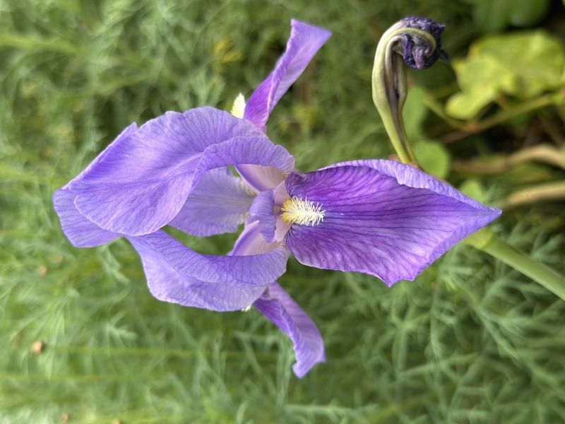Iris