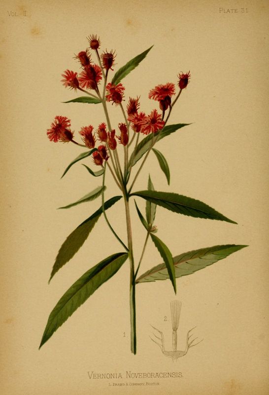 Ironweed