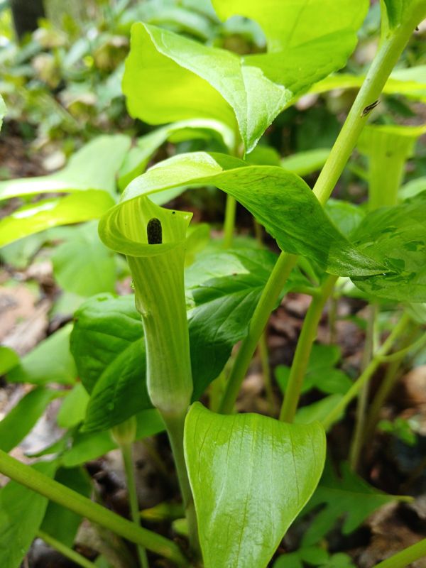 Jack-in-the-pulpit