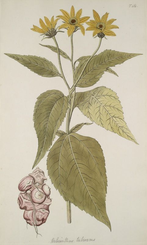 Jerusalem artichoke