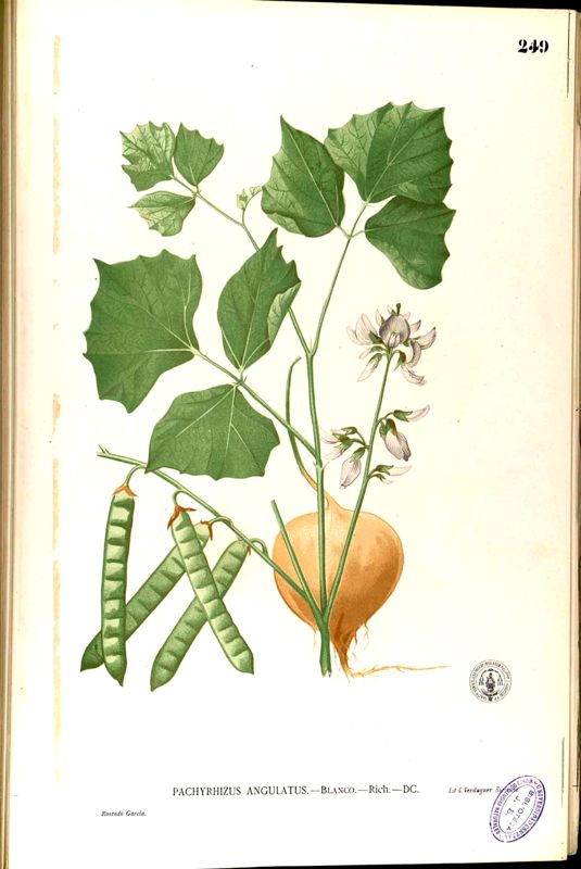 Jicama