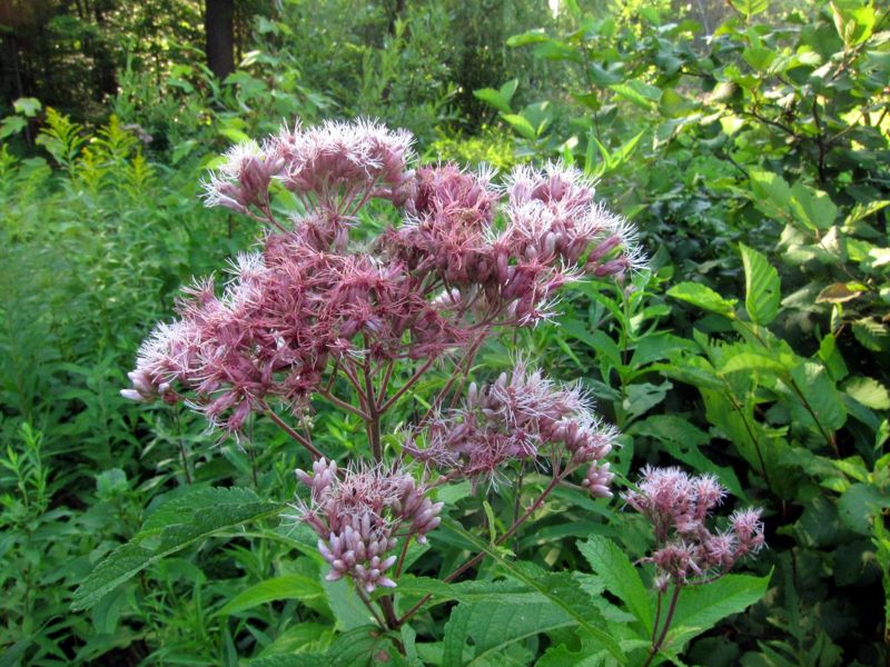 Joe-pye weed