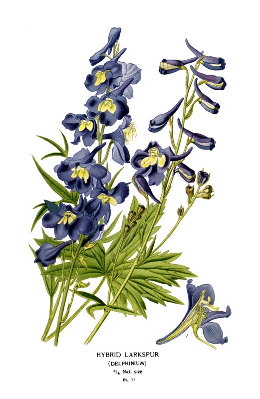 Larkspur
