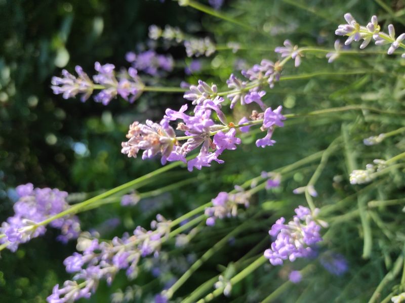 Lavender