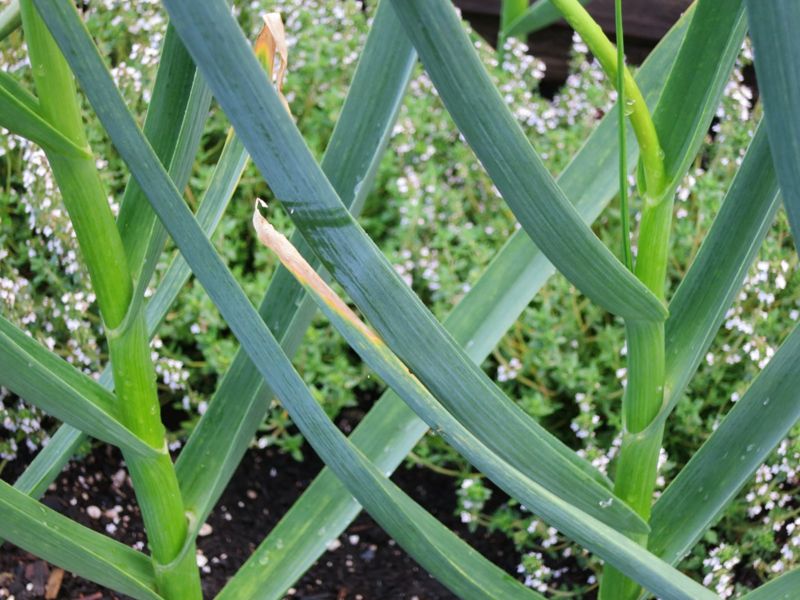 Leek