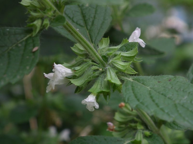 Lemon balm
