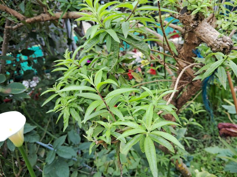 Lemon verbena