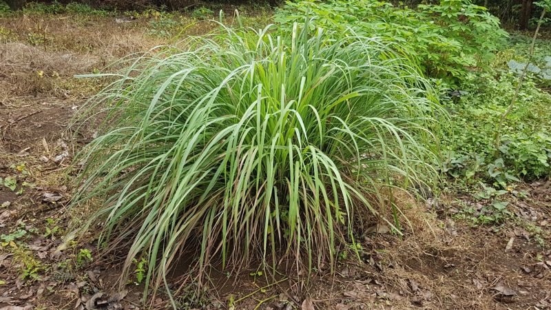 Lemongrass