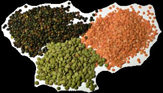 Lentil