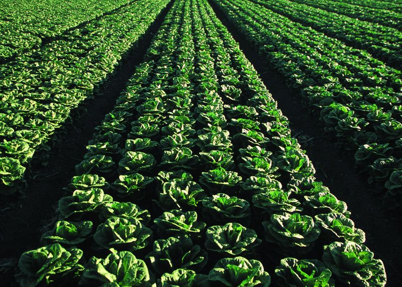 Lettuce