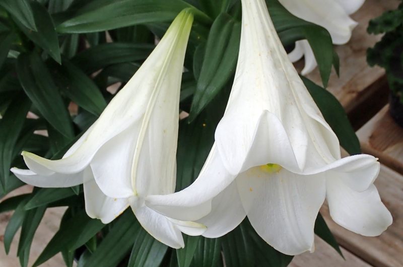 Lily