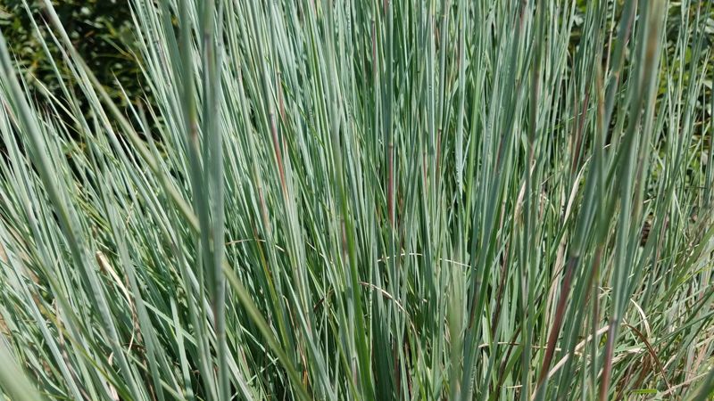 Little bluestem