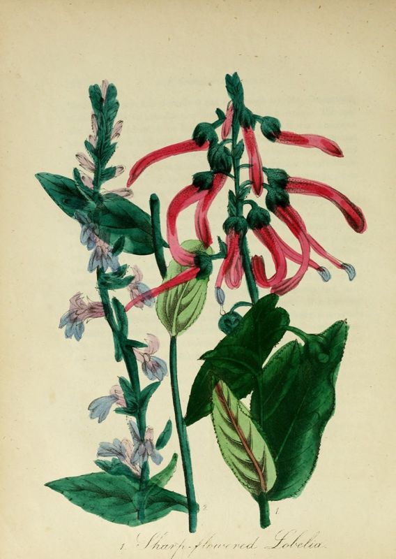 Lobelia