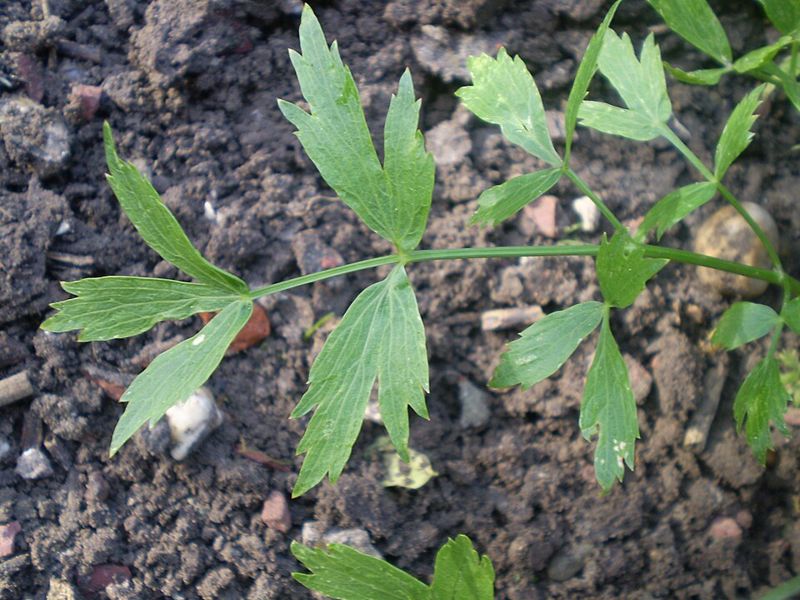 Lovage