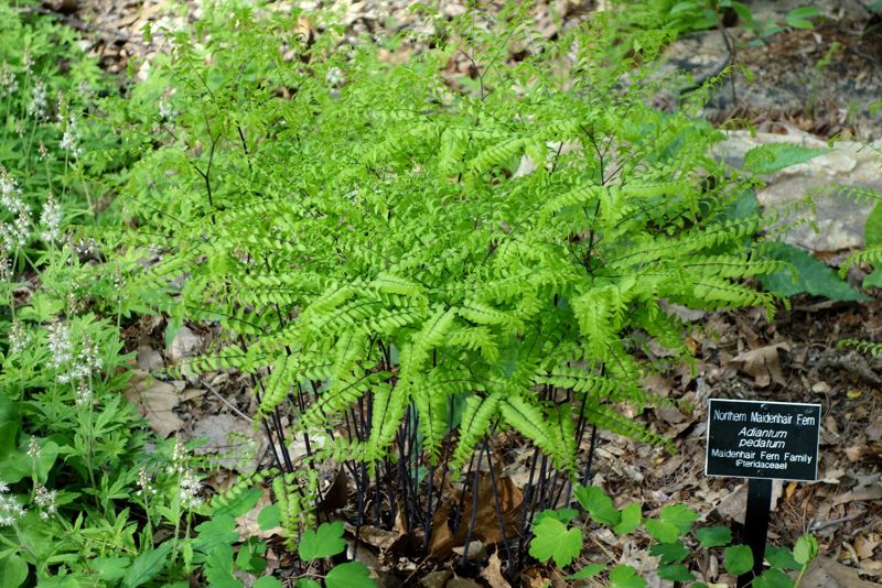 Maidenhair fern
