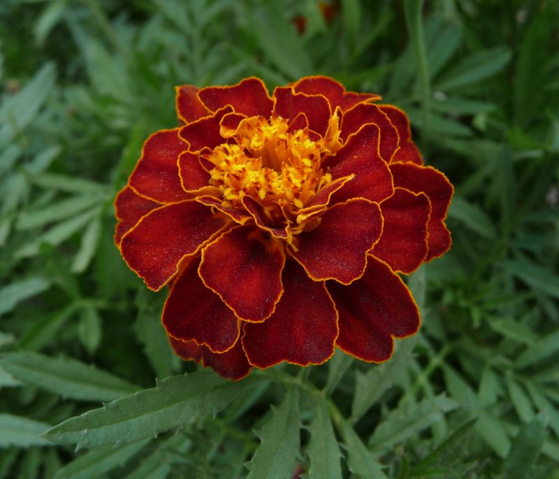 Marigold