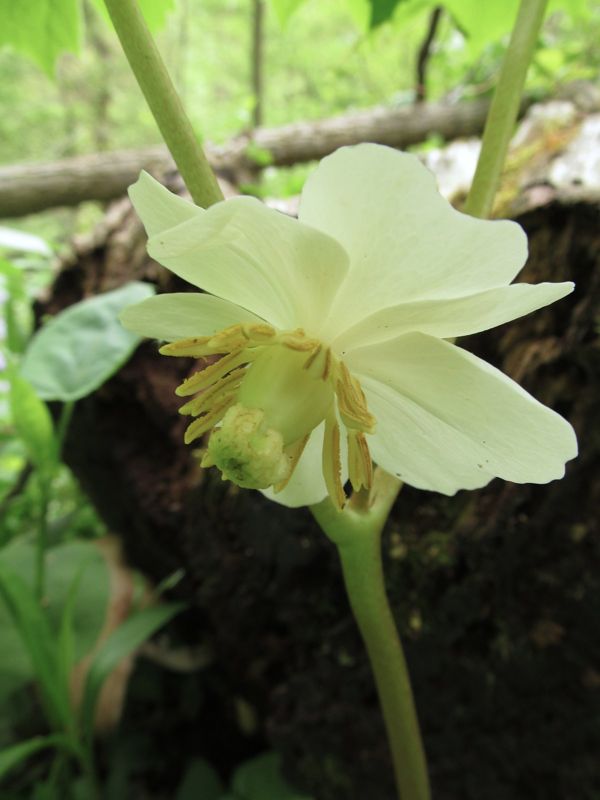 Mayapple