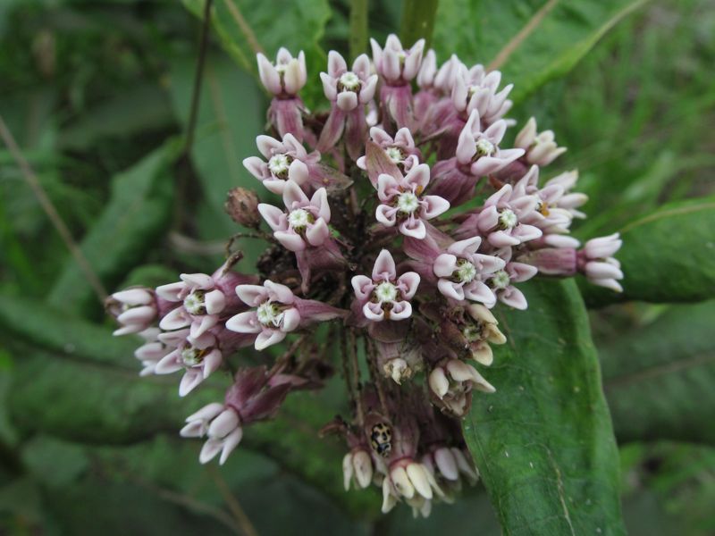 Milkweed