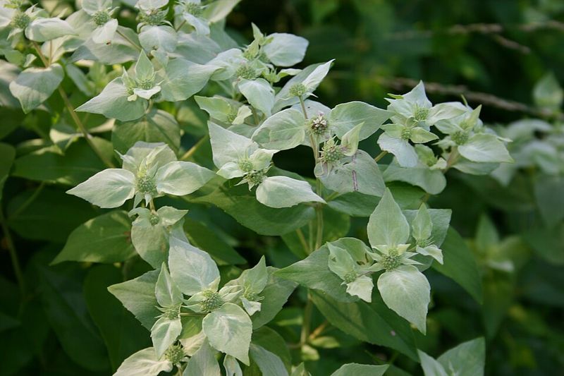 Mountain mint