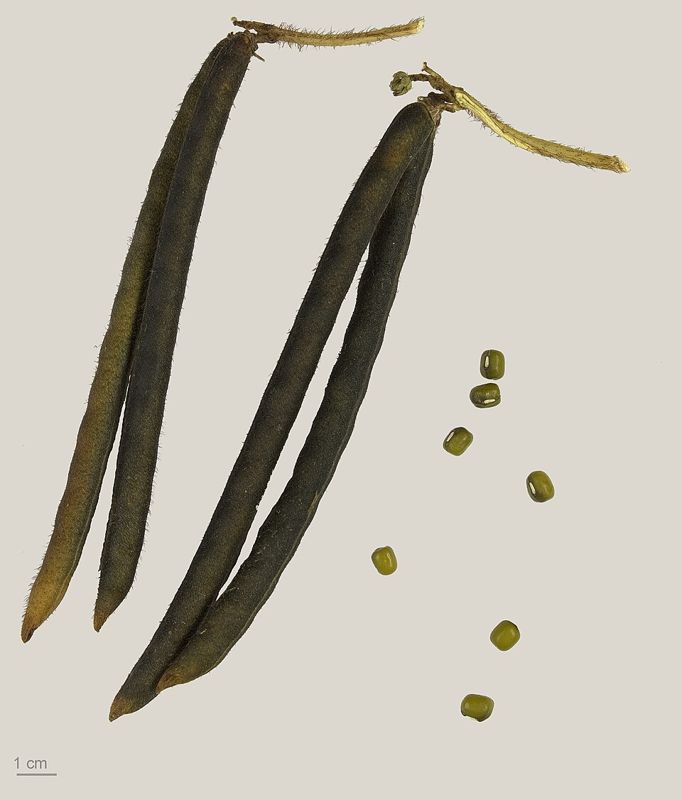 Mung bean