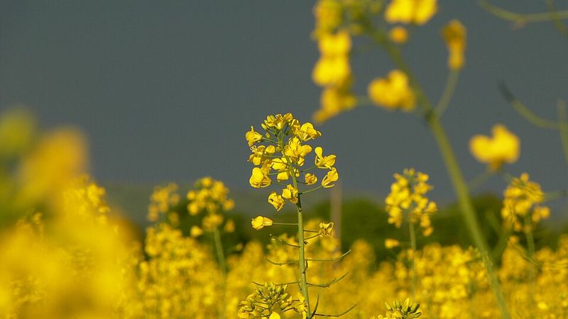 Mustard greens