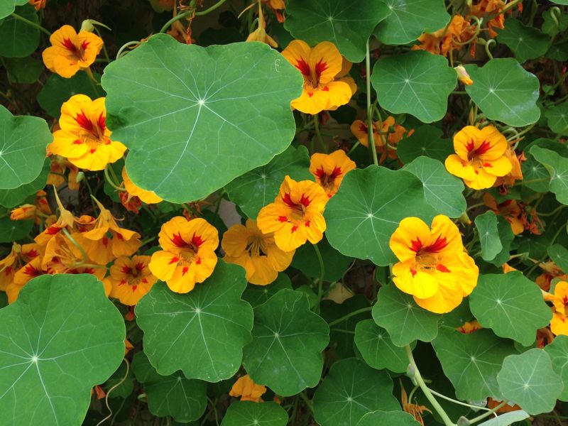 Nasturtium