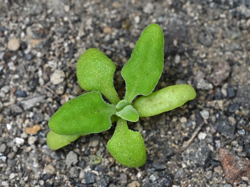 New zealand spinach