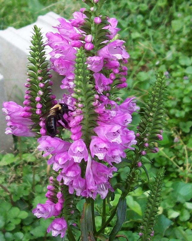 Obedient plant