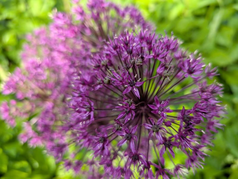 Ornamental allium