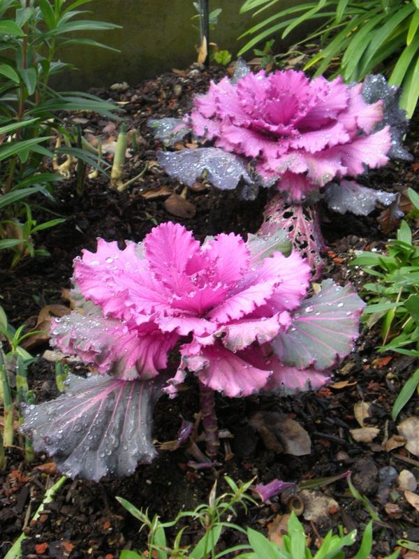 Ornamental kale
